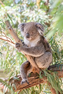 koala