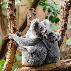 Jilley and Baby the Koalas