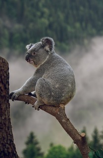 koala
