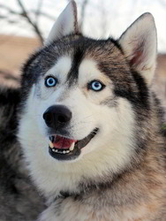 alaskan_husky