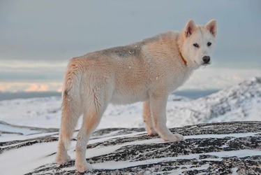 Greenland Dog