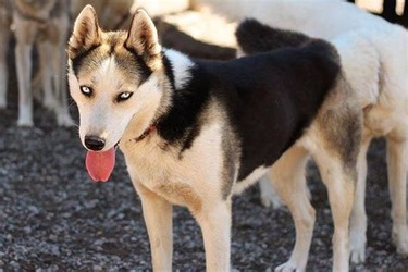 Seppala Siberian Sled Dog
