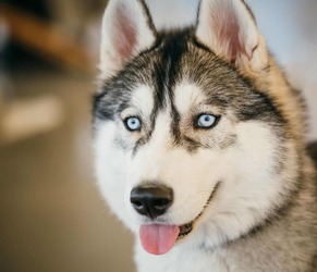 Siberian Husky